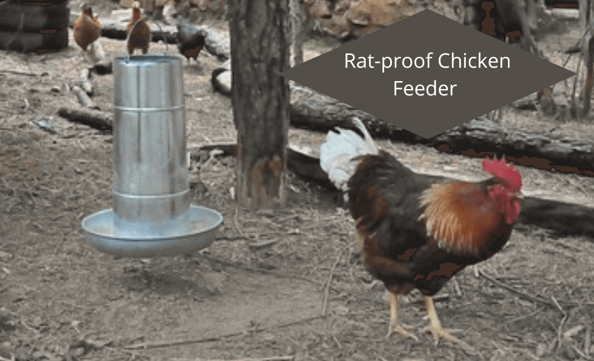 rodent proof chicken feeder