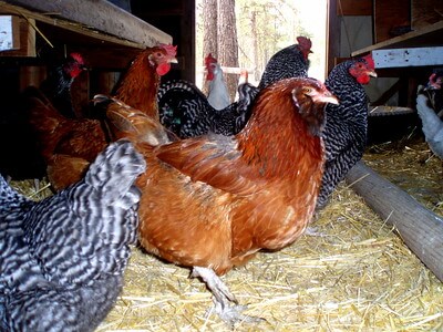 Photo of chickens in the chicken coop