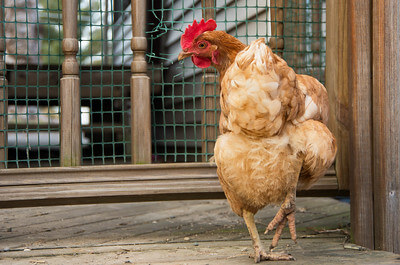 chicken with dislocated leg photo