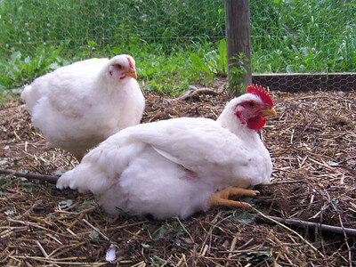 two white chickens nesting photo
