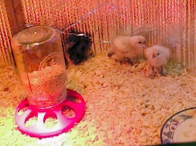 chicken brooder with chicken feeder image