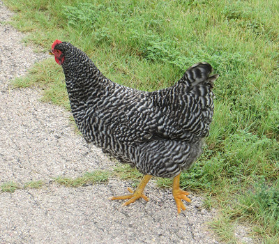 white and black rooster walking on the path