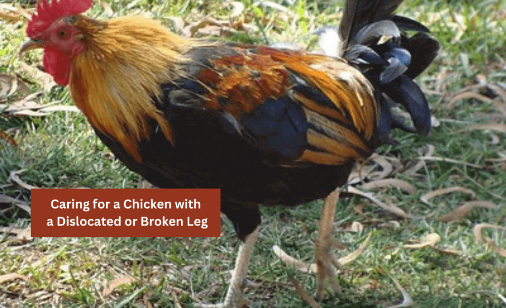 Caring for a Chicken with a Dislocated Leg article image