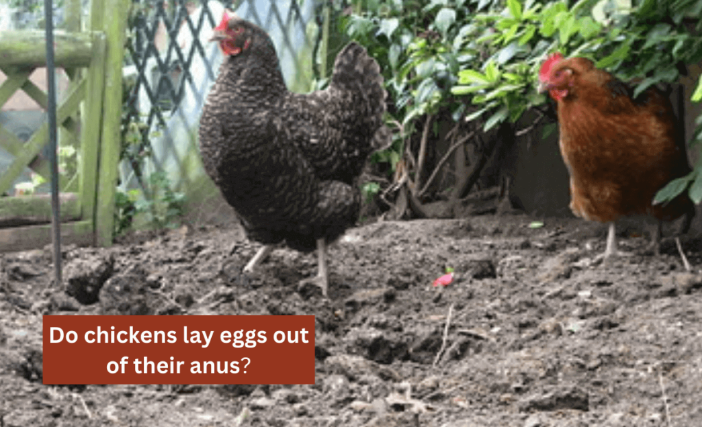 Do chickens lay eggs out of their anus image article