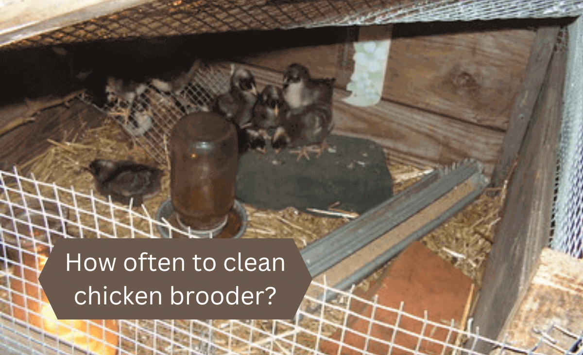 How often to clean chicken brooder? Sterling Springs Chicken