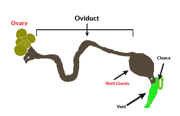 the process of eggs out of the chicken's anus image