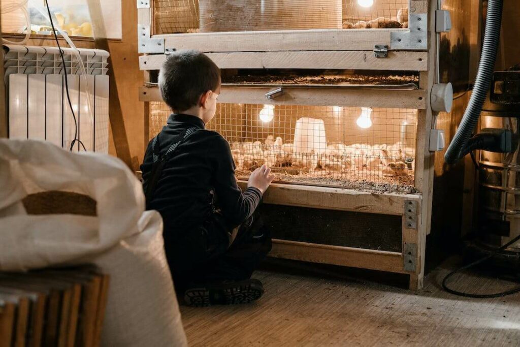  photo of a boy looking at the chicken brooder